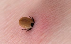 Ticked Off! Managing Your Risks Against Tick-Borne Diseases